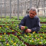 Concord Nurseries Master Grower George Chapman